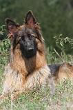 BERGER ALLEMAND 170